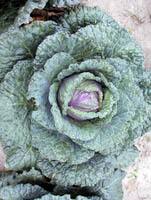 Red Savoy Cabbage