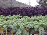 Red and Green Kale