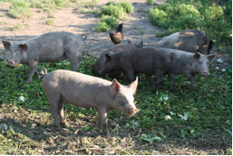 Some of our fine pigs