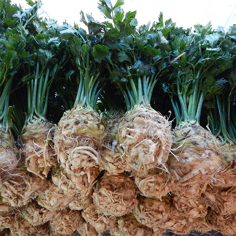 Green Top Celery Root