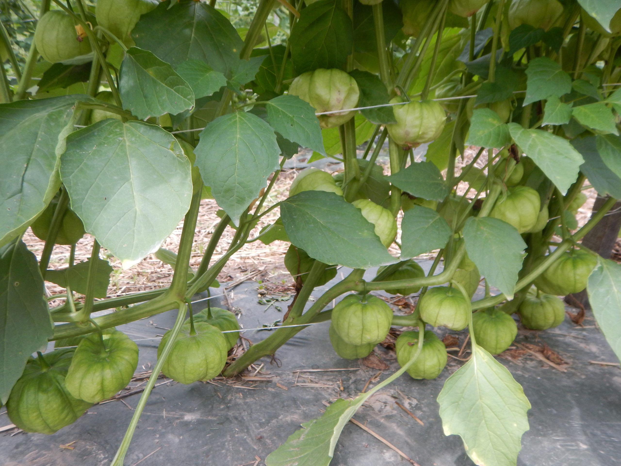 Tomatillos in the field