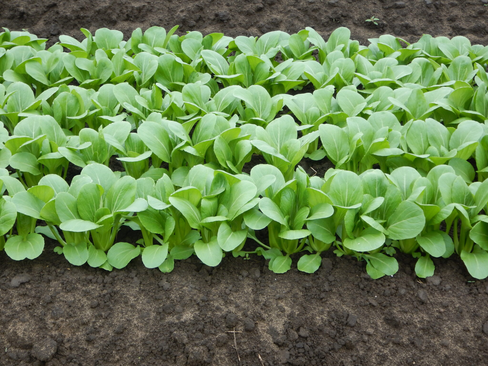 Organic Baby Bok Choi