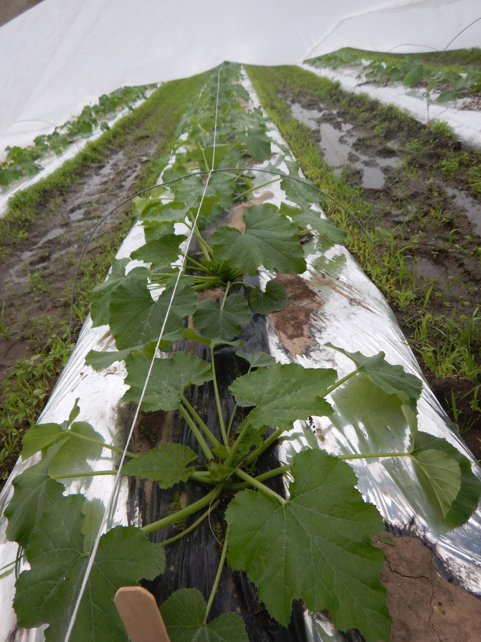 Zucchini Plants under cover