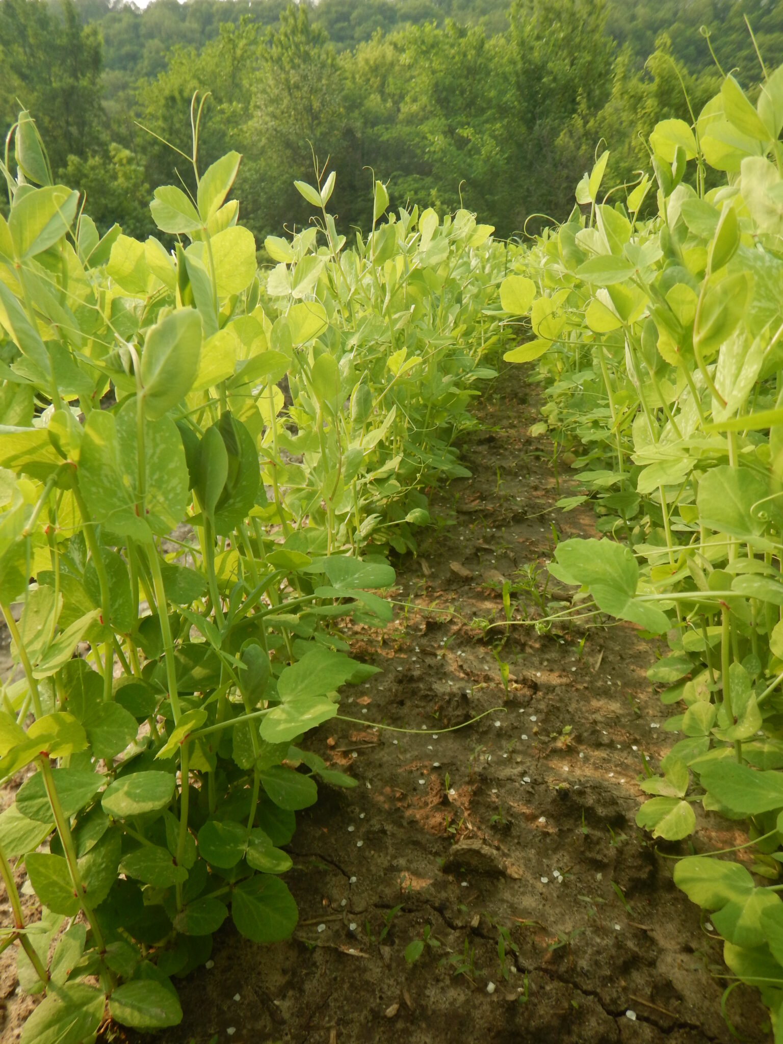 Pea Vine in the field