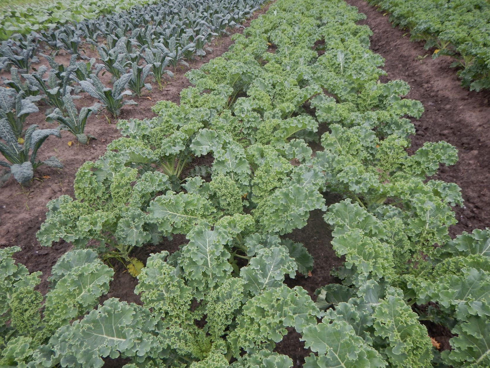 Kale Field