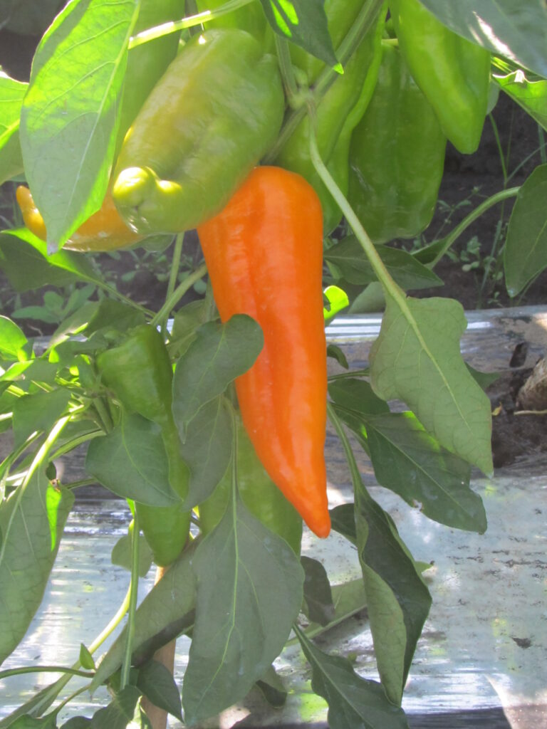 Orange Italian Frying Pepper in the field