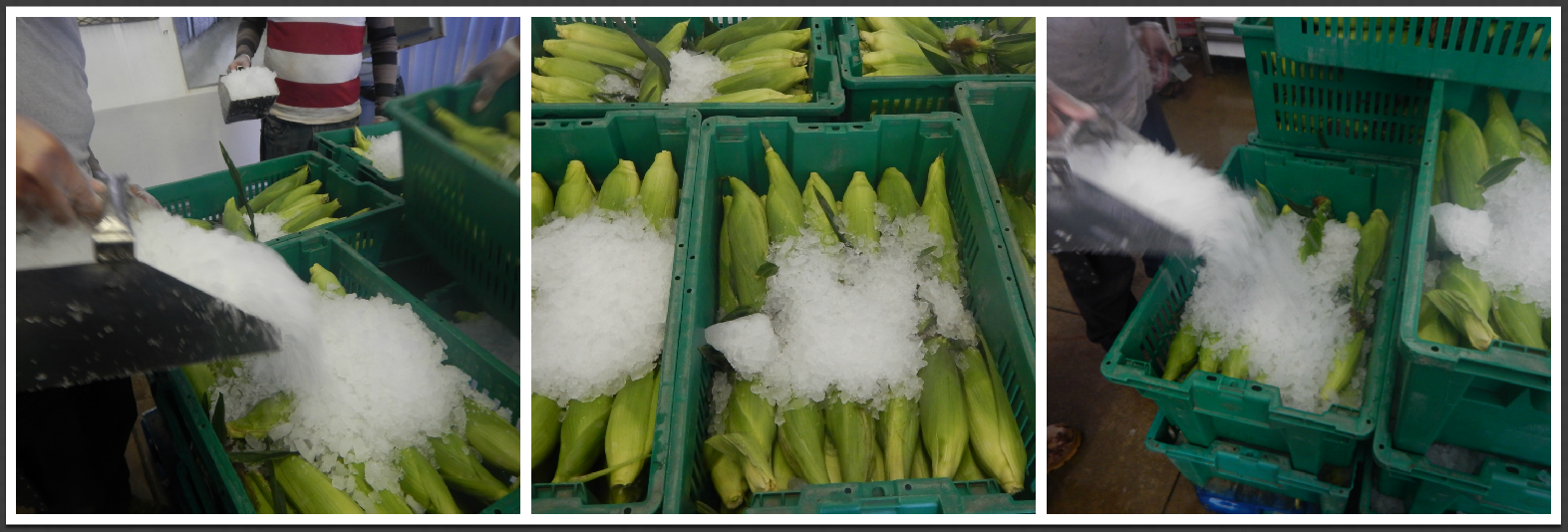 Icing the freshly harvested Sweet Corn
