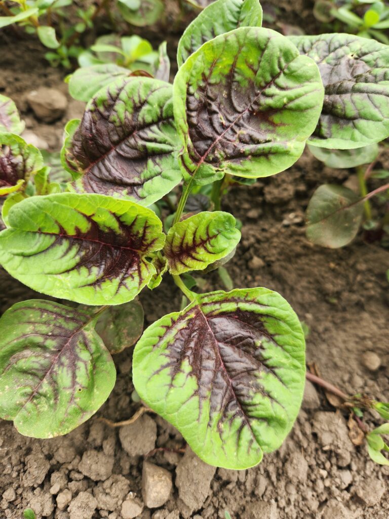 Bi-Colored Amaranth in the Field