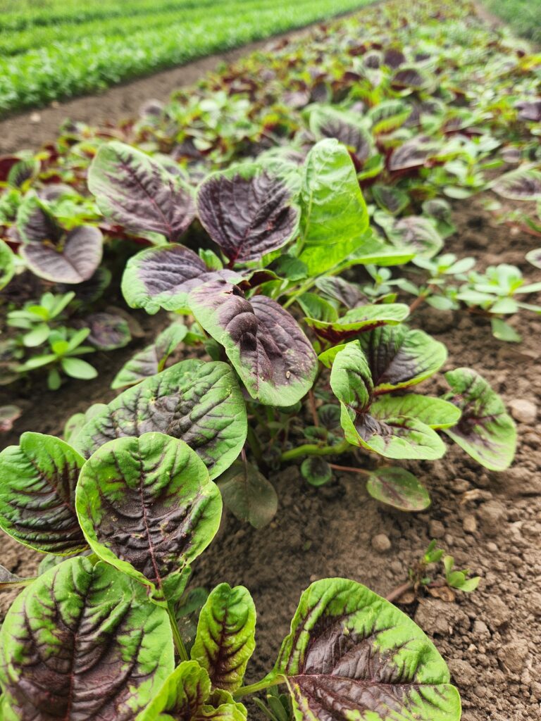 Bi-Colored Amaranth in the Field