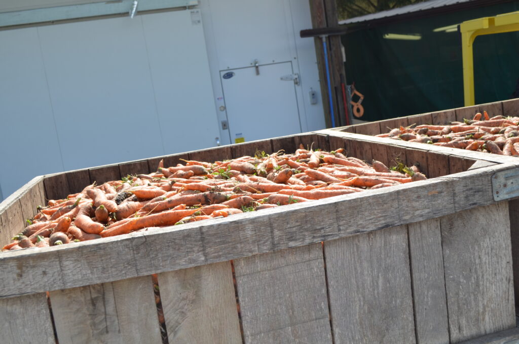 Carrot Harvest coming to the farm