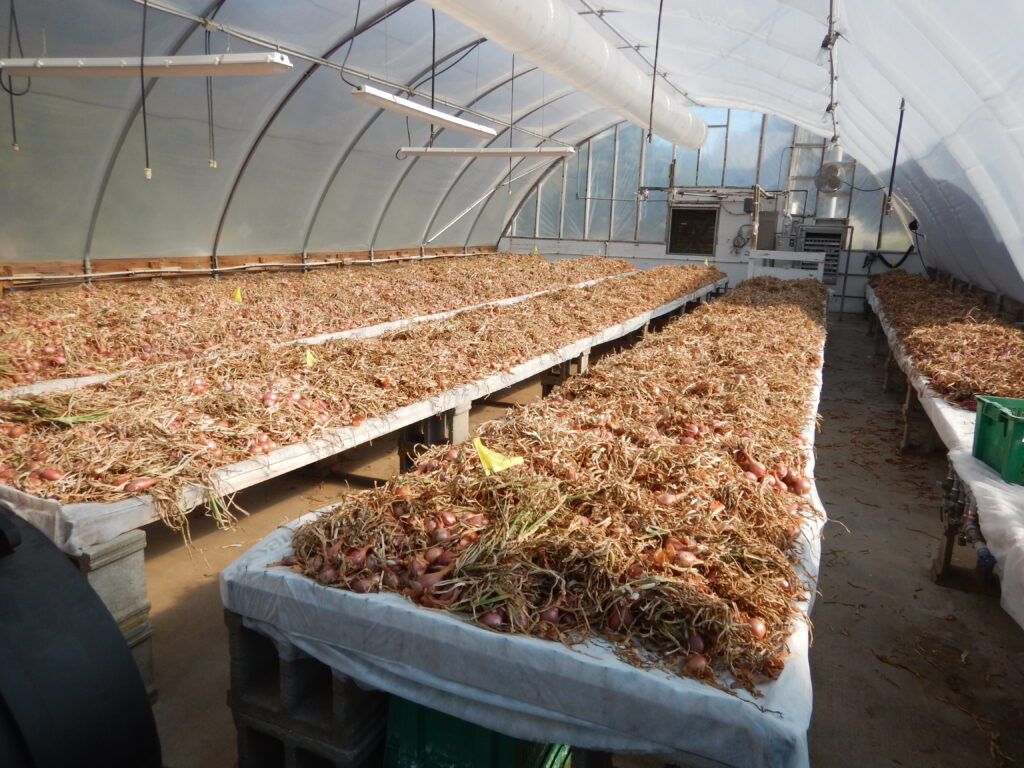 Storage Onions drying in the greenhouse