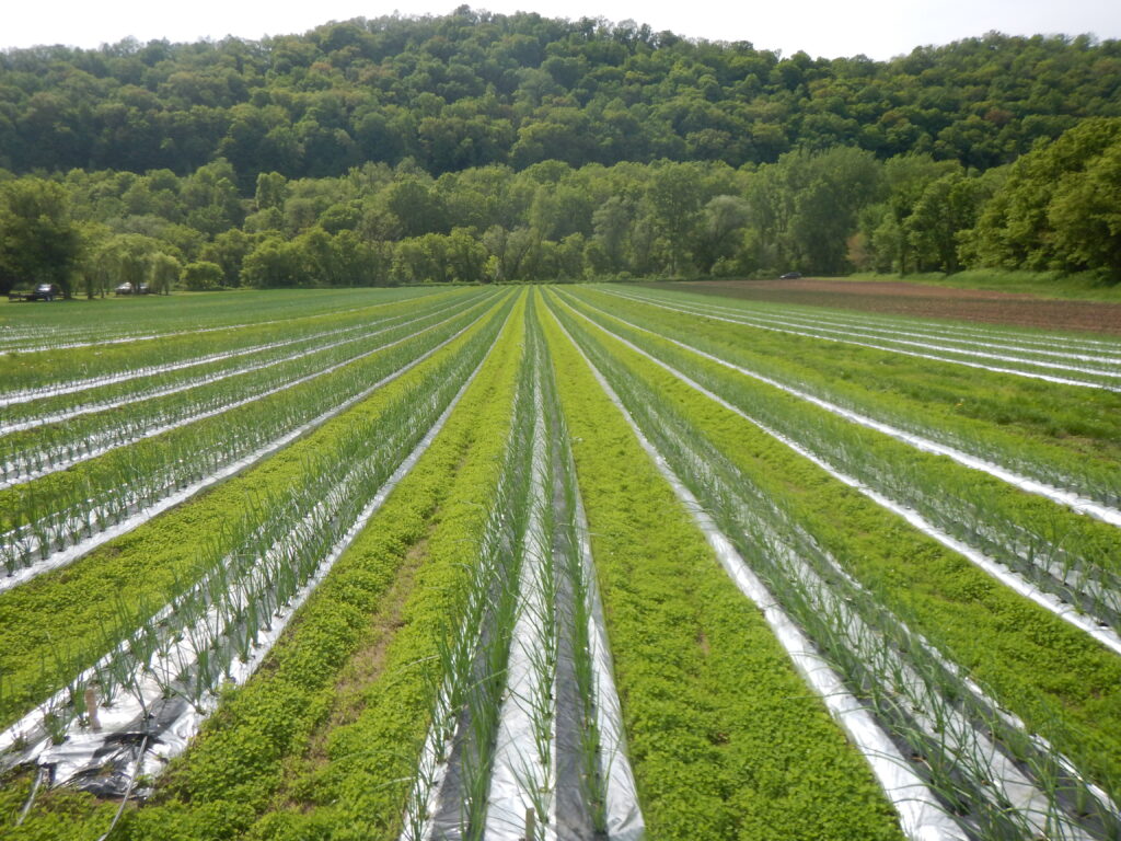 Onions will alley cover crop