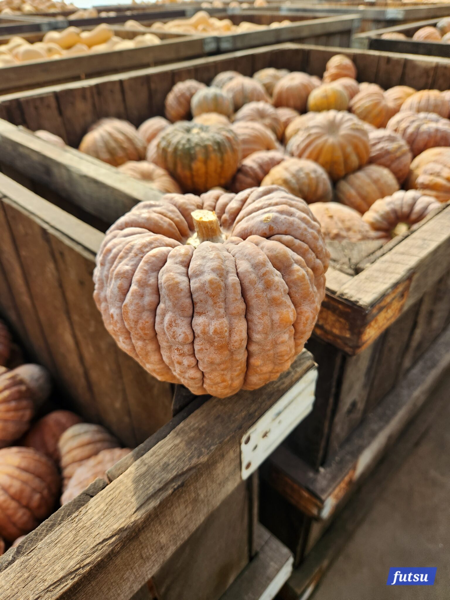 Black Futsu Squash