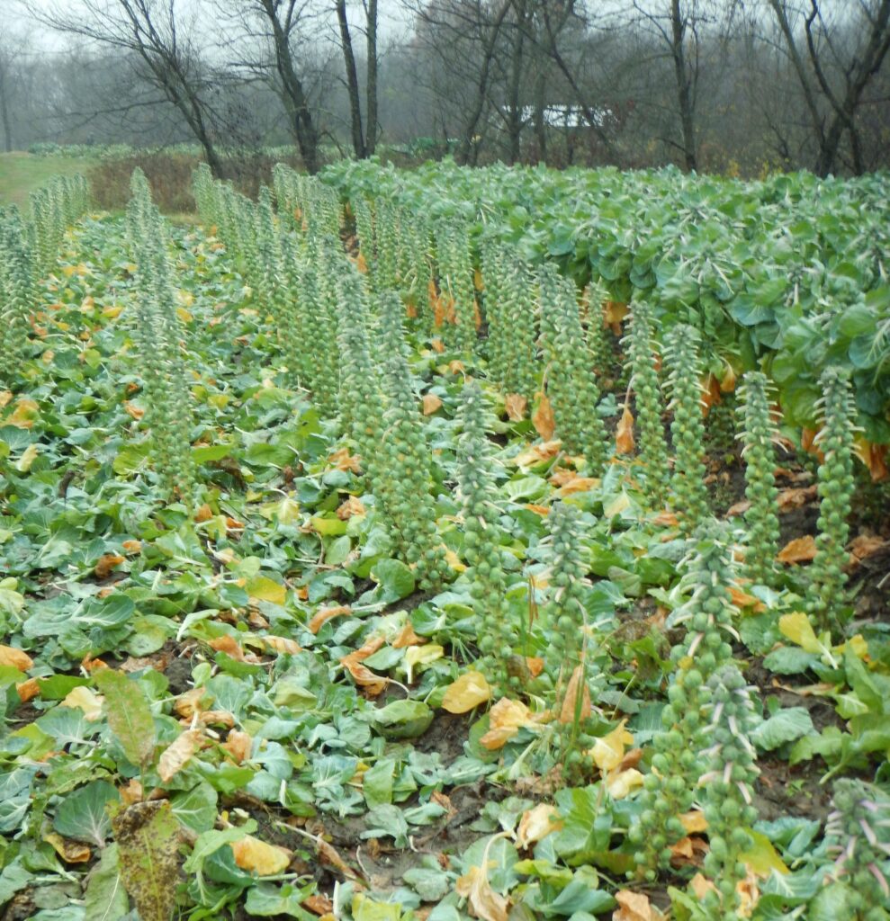 Brussels Sprouts in the field