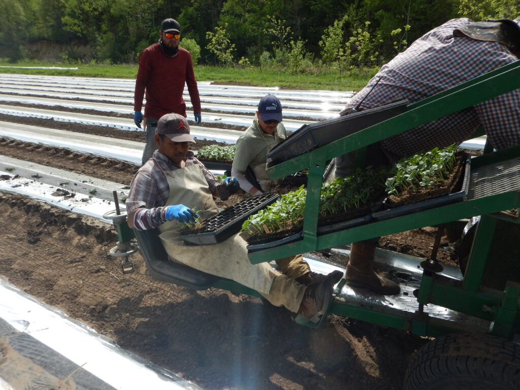 Watermelon Transplanting Crew