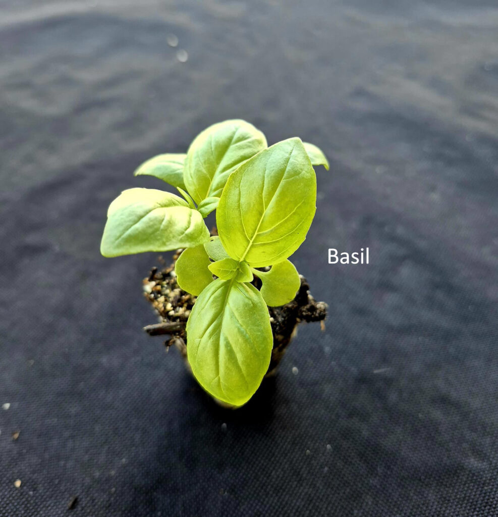 Basil plant from Herb Pack