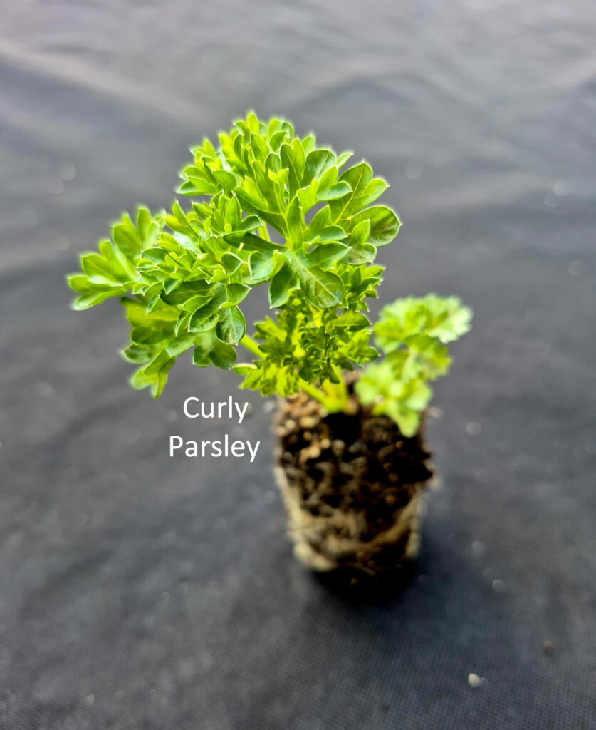 Curly Parsley plant from Herb Pack