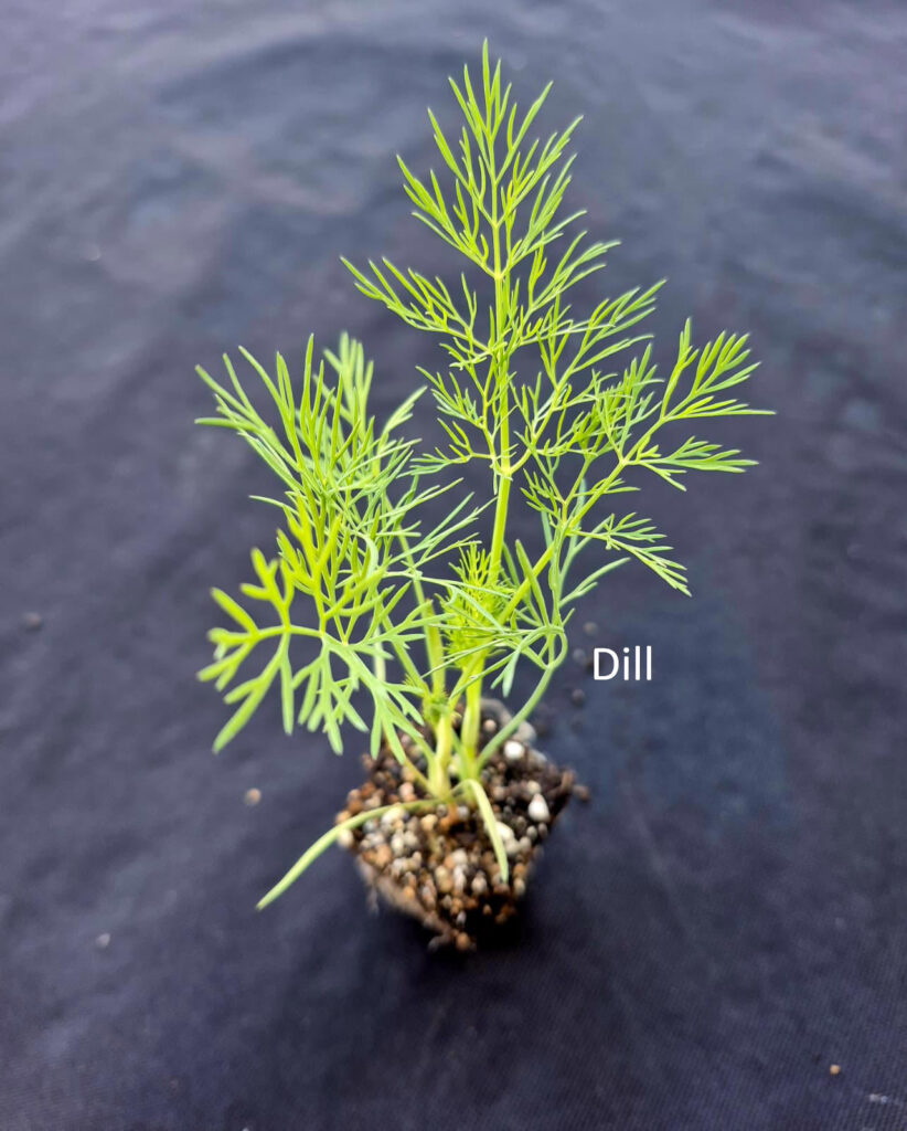 Dill plant from Herb Pack