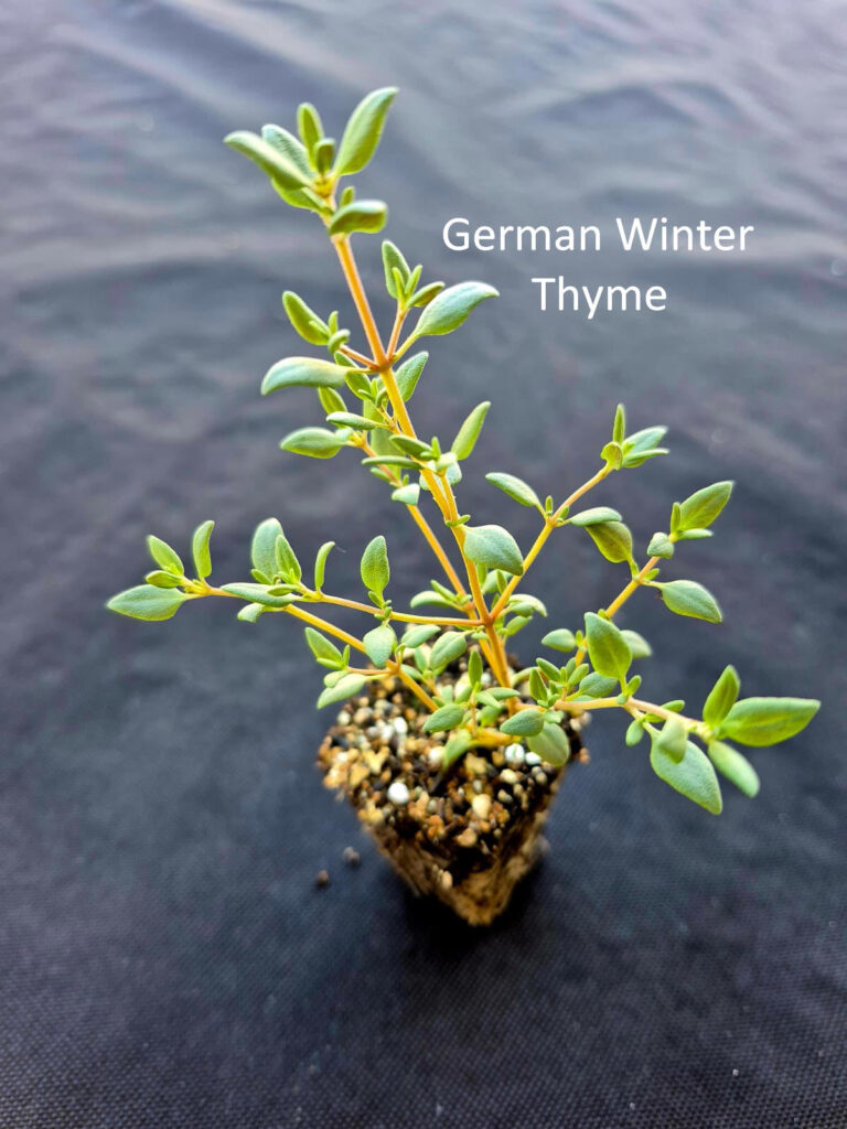 German Winter Thyme plant from Herb Pack