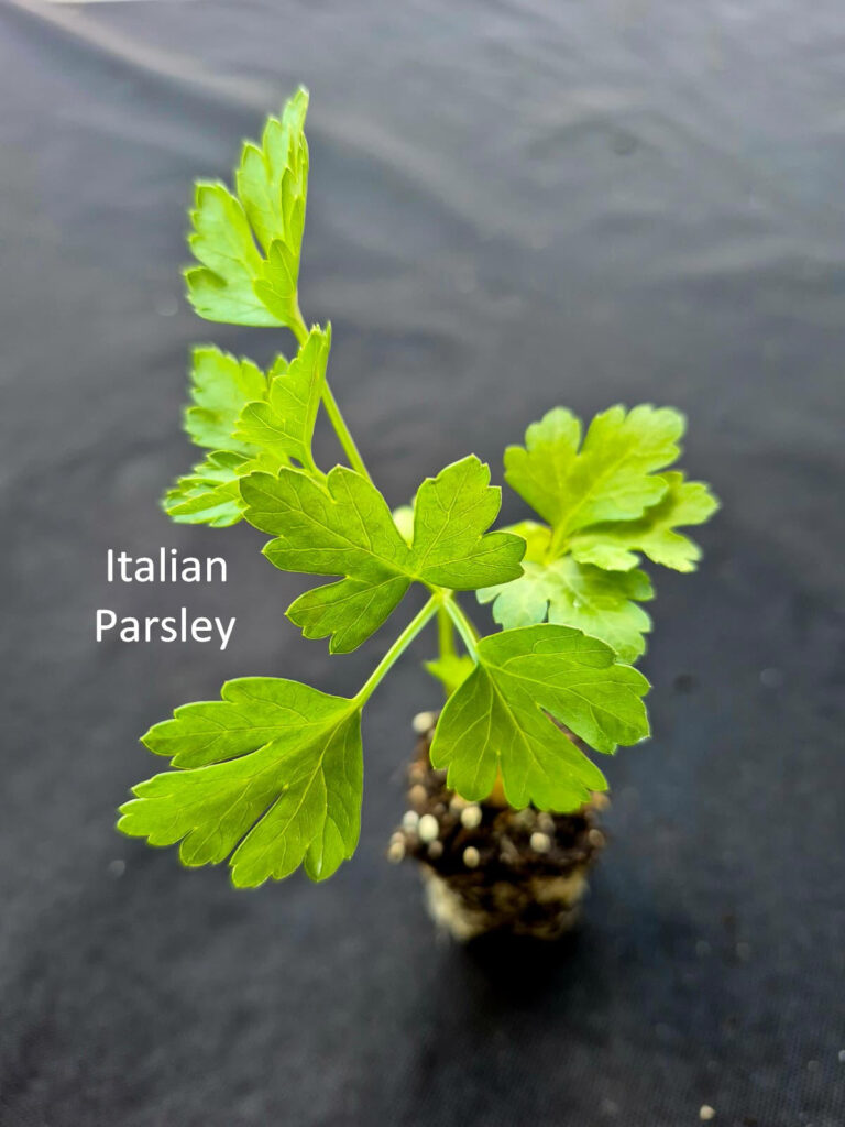 Italian Parsley plant from Herb Pack