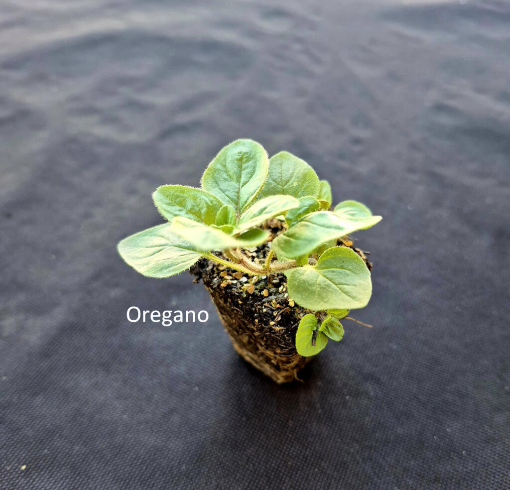 Oregano plant from Herb Pack