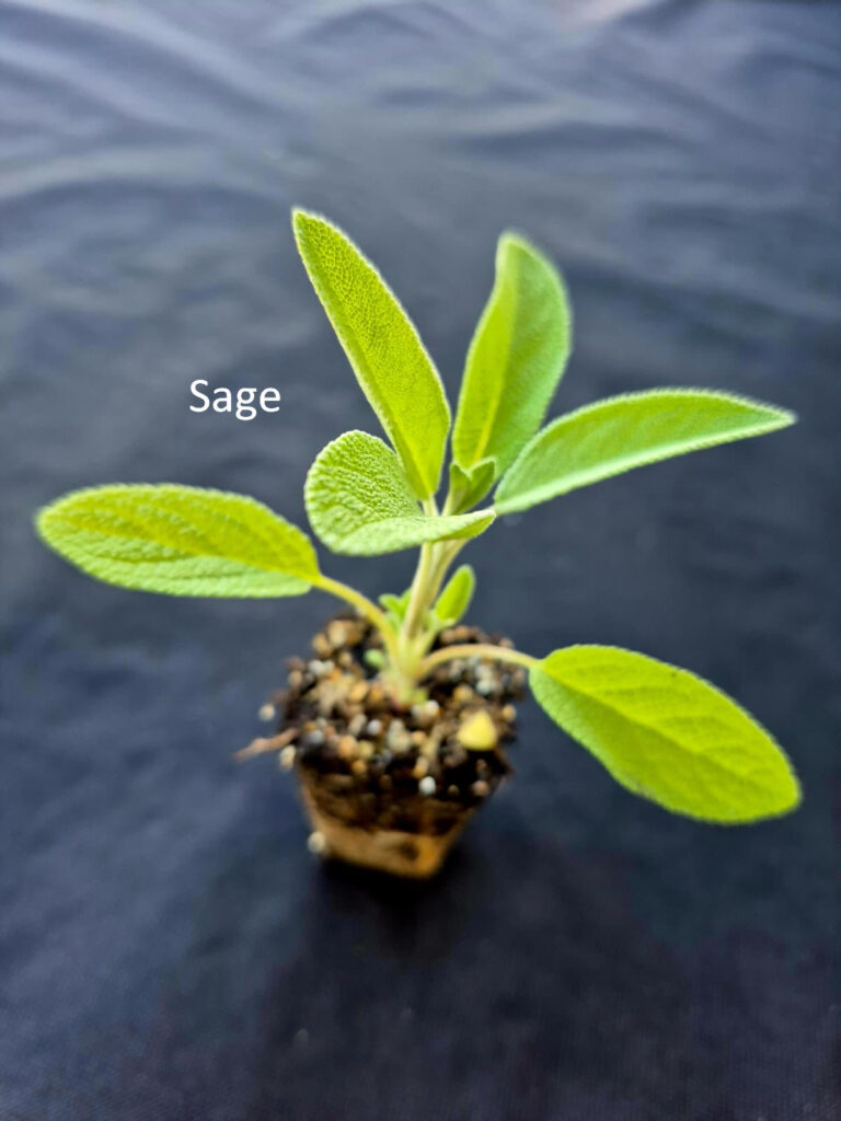 Sage plant from Herb Pack