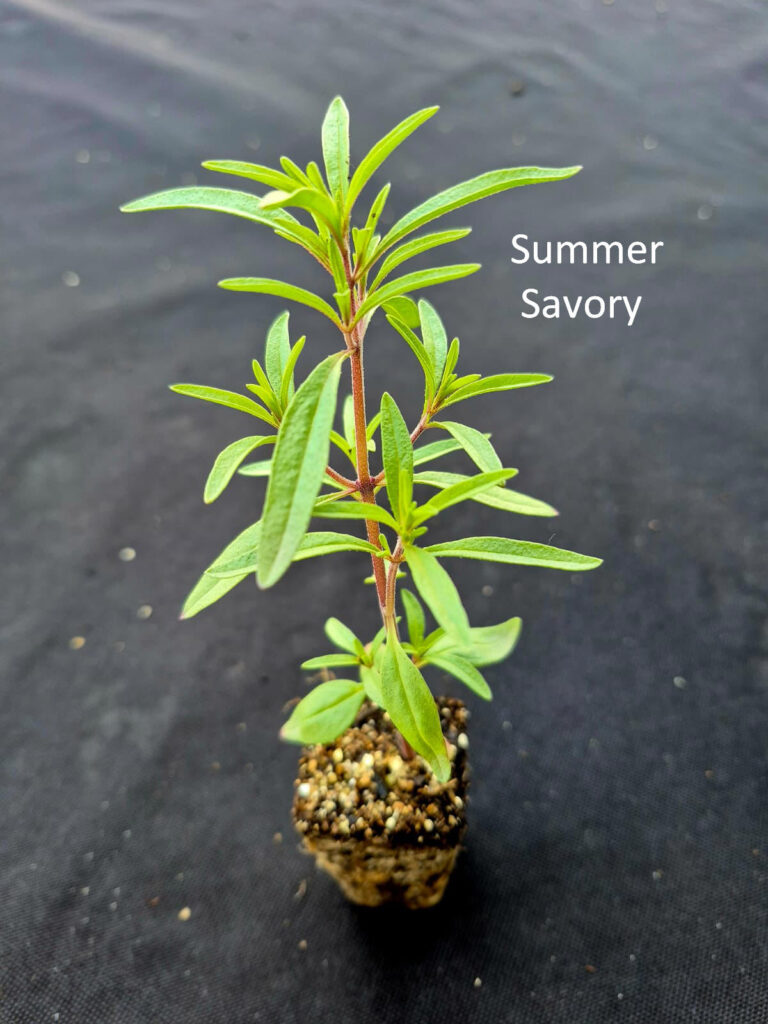 Summer Savory plant from Herb Pack