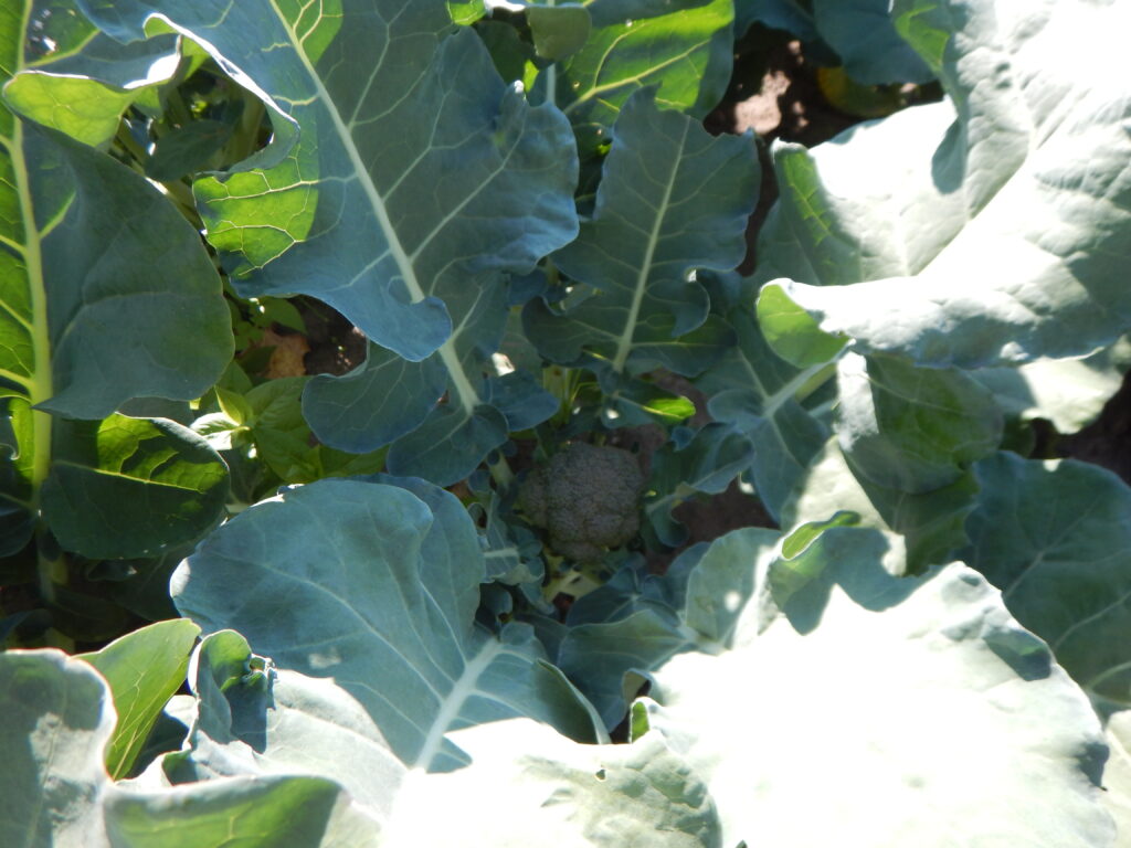 Broccoli Plant with Center Crown Immature