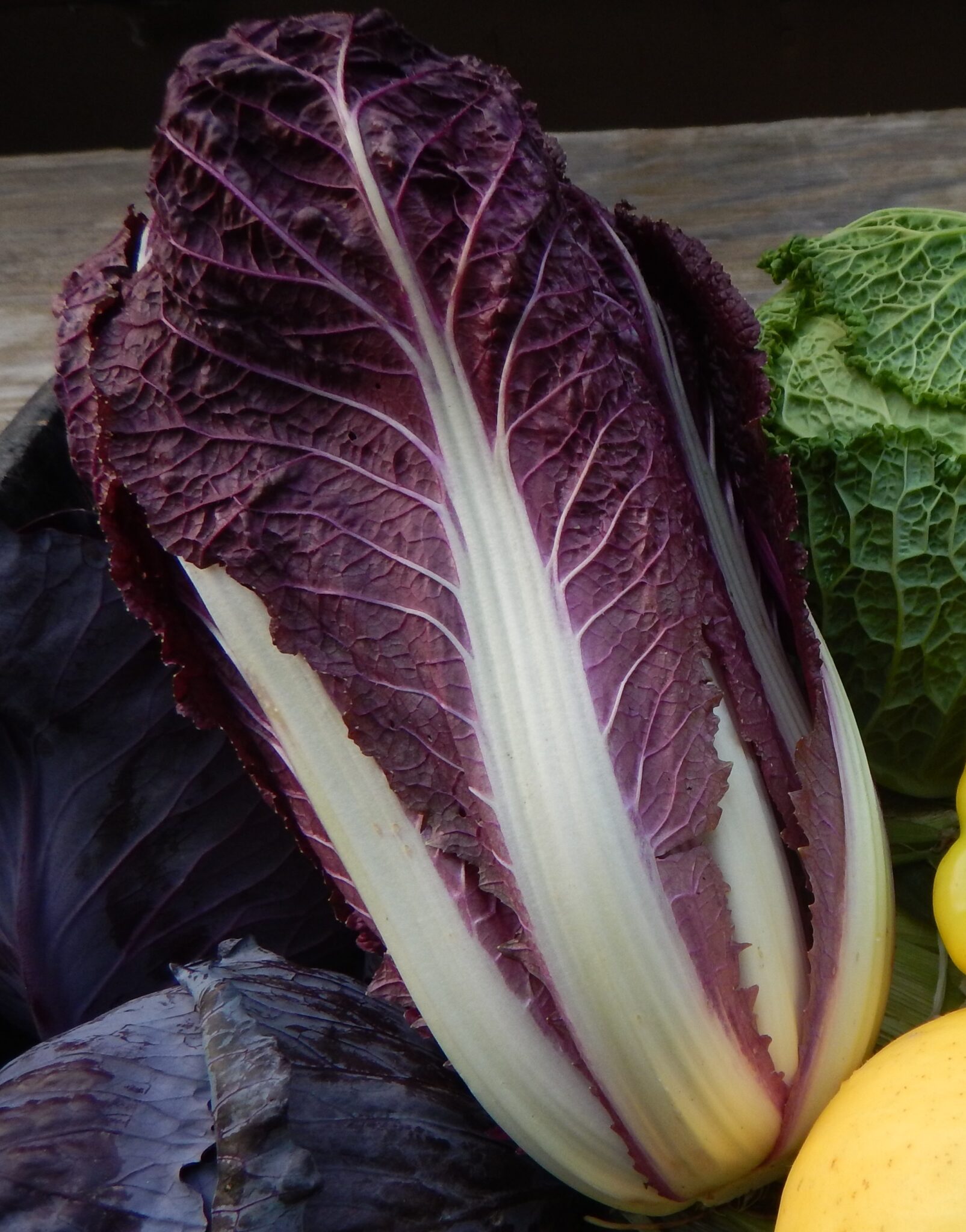 Napa Cabbage