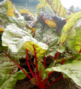 Chard Plant