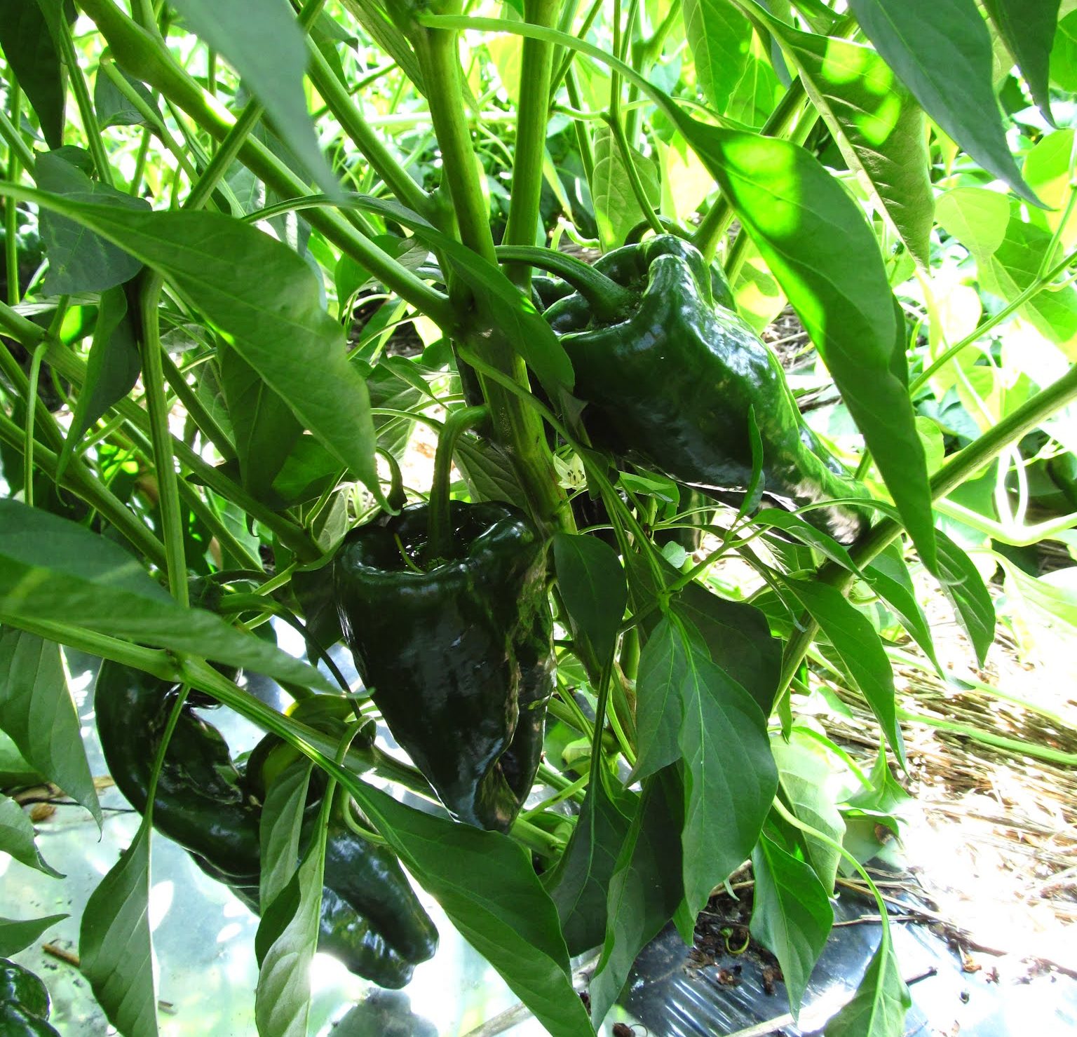 Rajas Con Crema (Creamy Roasted Poblanos) – Harmony Valley Farm