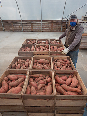Richard greenhouse sweet potatoes