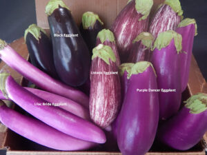 Different varieties of eggplant from Harmony Valley Farm