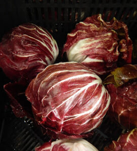 Radicchio