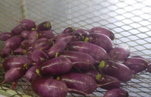 Organic Purple Daikon