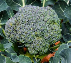 Broccoli from Harmony Valley Farm