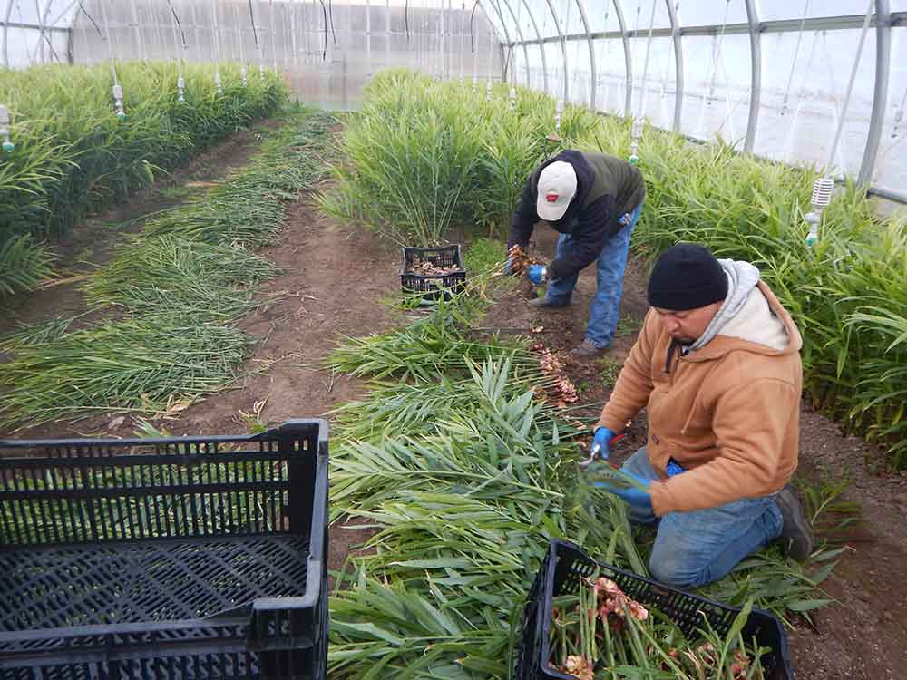 Harvesting ginger at Harmony Valley Farm