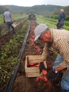 Sweet Potato Harvest