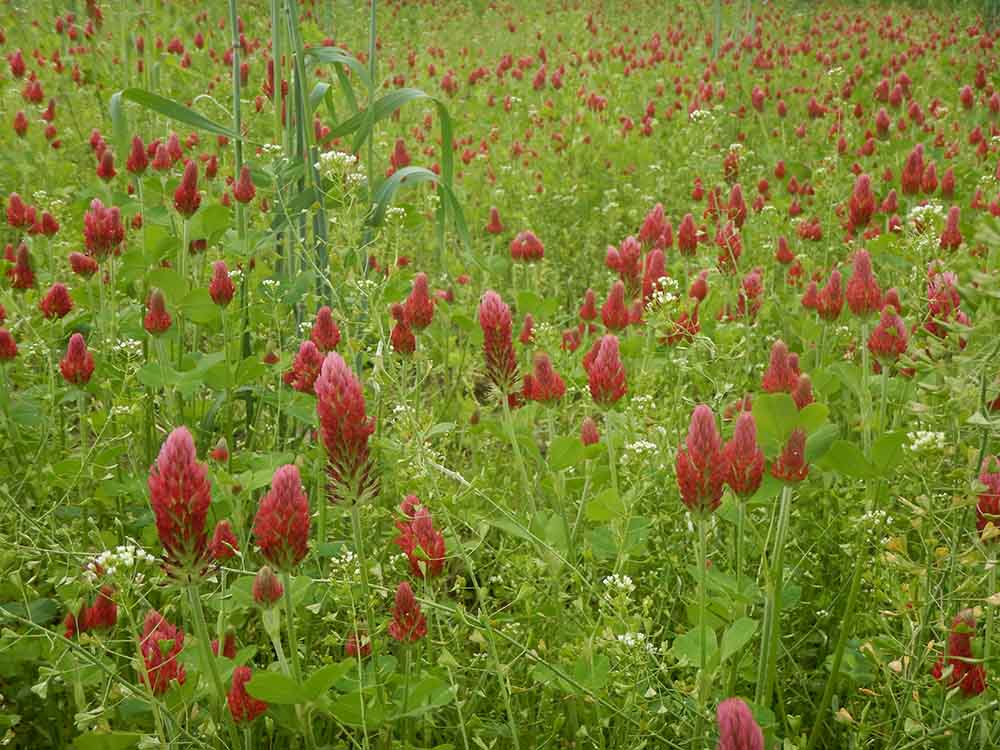 Crimson Clover cover crop at Harmony Valley Farm