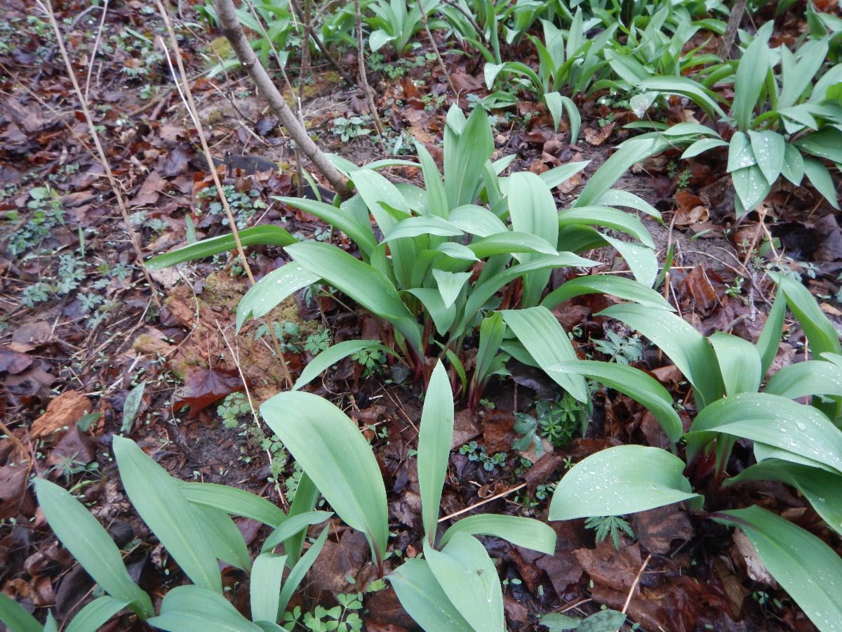 Harmony valley farm ramps