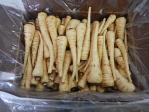 Overwintered organic parsnips