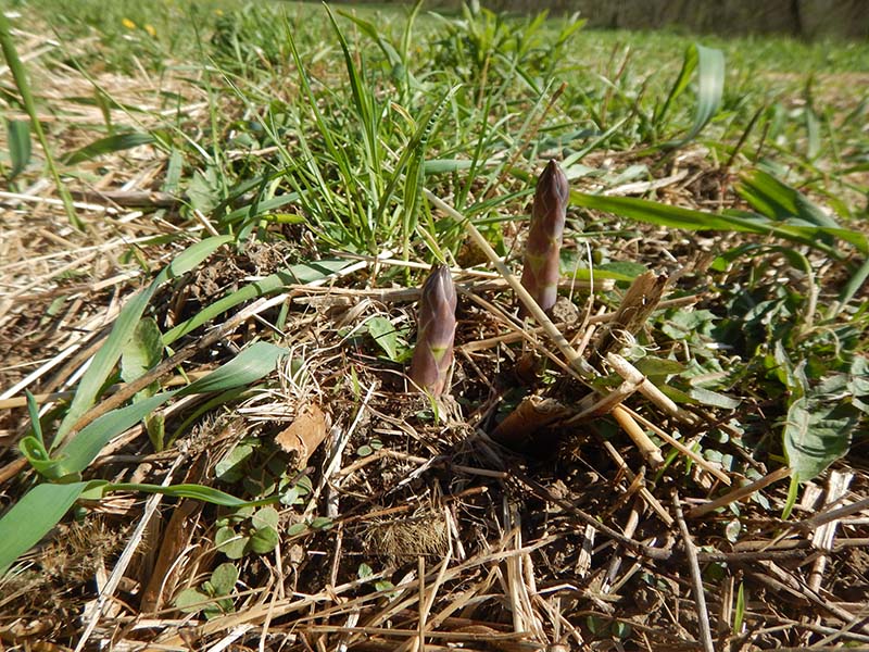 Organic Asparagus at Harmony Valley Farm