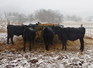 2019 1212 new calves, eating out of feed bin