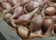 Organic Shallots from Harmony Valley Farm