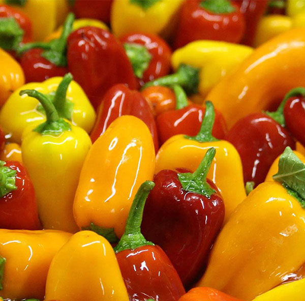 A closeup photograph of sweet mini peppers