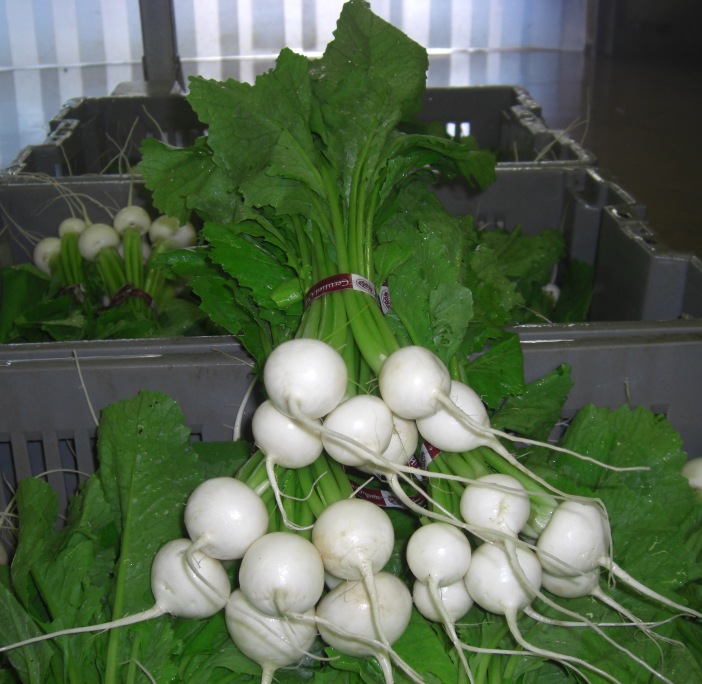 Organic Baby White Turnips