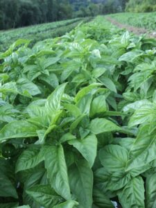 Organic Basil