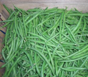 Organic Green Beans