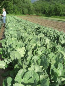 Organic Collards