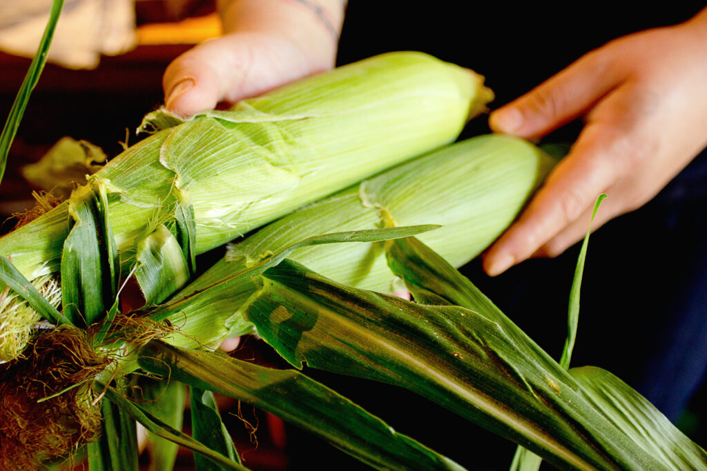 Organic Sweet Corn